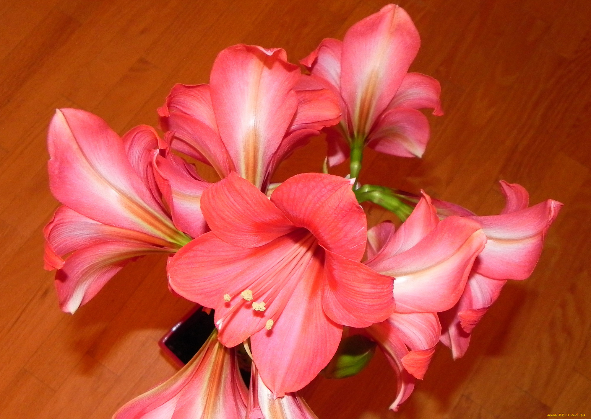 , , , amaryllis